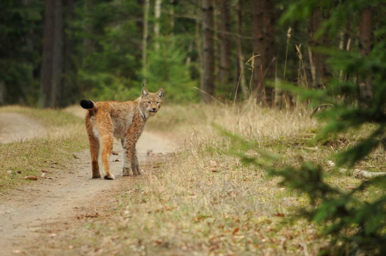 Swironek Villa Białowieża Eksteriør bilde