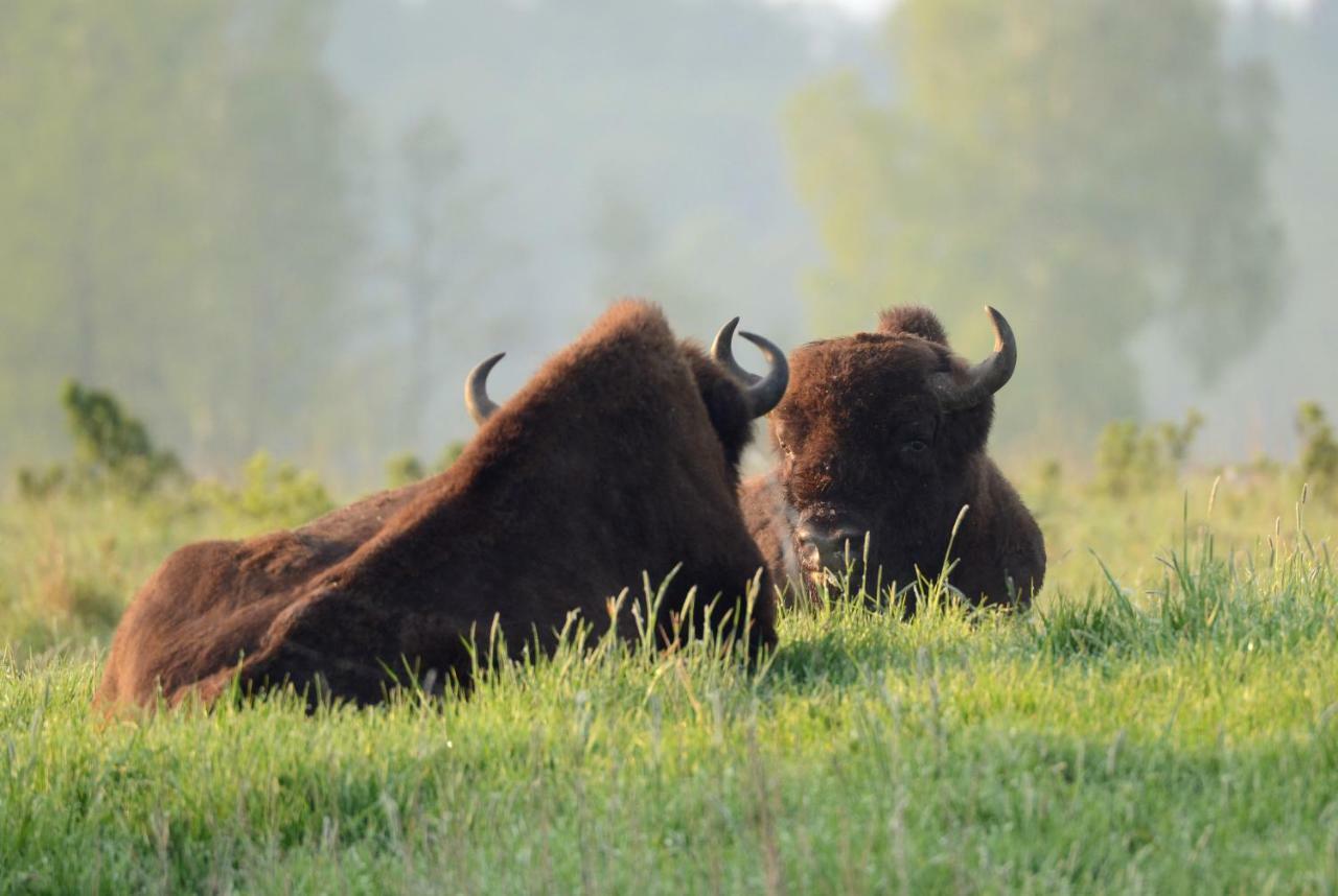 Swironek Villa Białowieża Eksteriør bilde